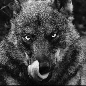 Meet your Posher, Bill